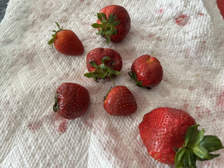 fresh strawberries washed and patted dry, ready to be sliced