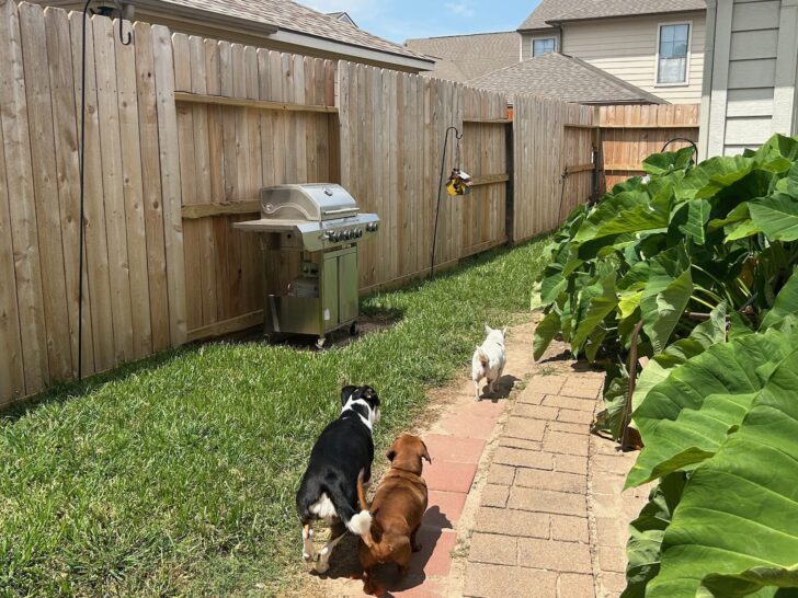 three pups in a yard with green grass, elephant ears, and a propane grill in the distance